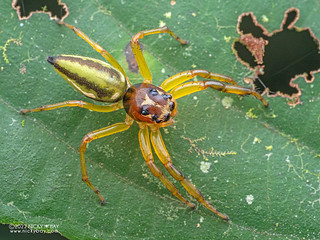 Jumping spider (Amycini) - P6122100