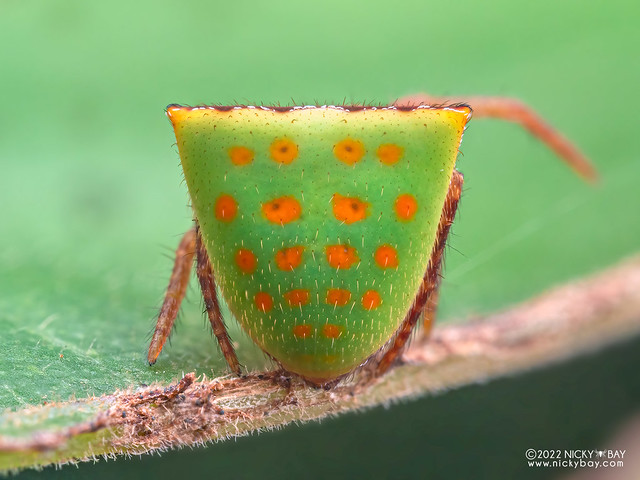 Polka-dot orb weaver (Ocrepeira albopunctata) - P6121796