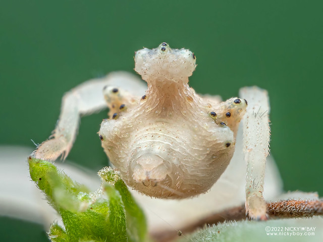 Crab spider (Epicadus sp.) - P6122131