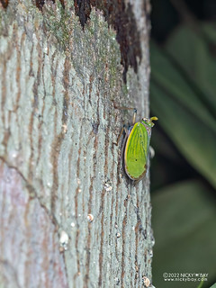 Lantern bug (Enchophora viridipennis) - P6121848