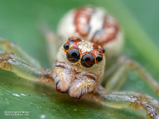 Jumping spider (cf. Asaracus sp.) - P6121807