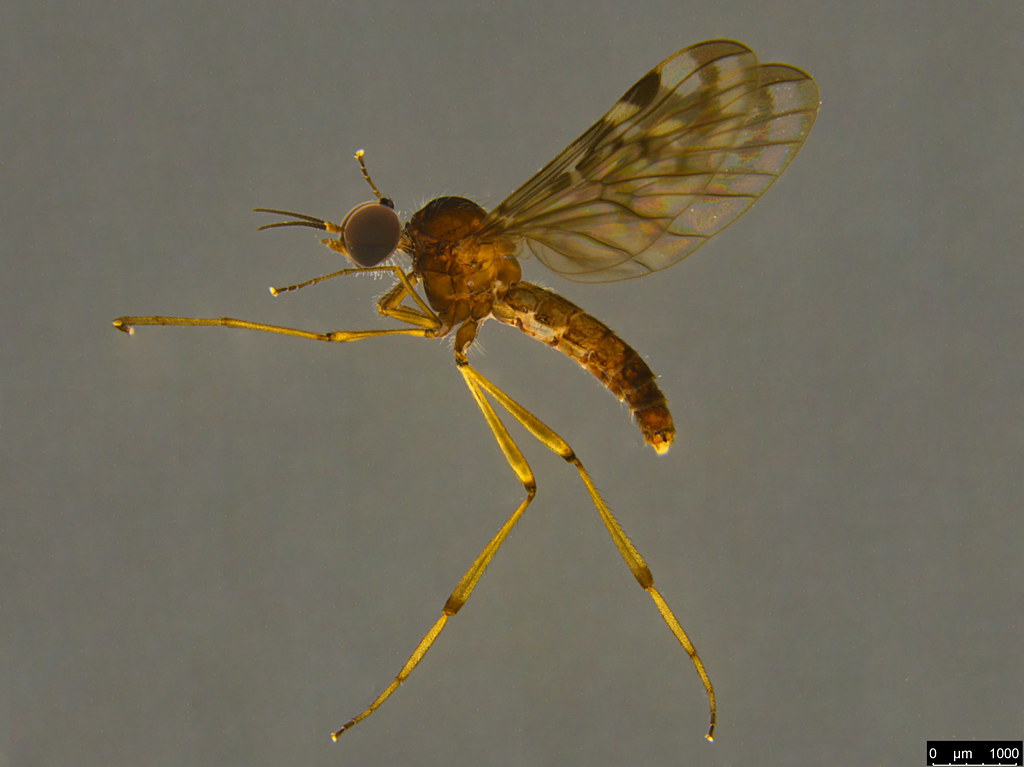 1a - Sylvicola dubius (Macquart, 1850)