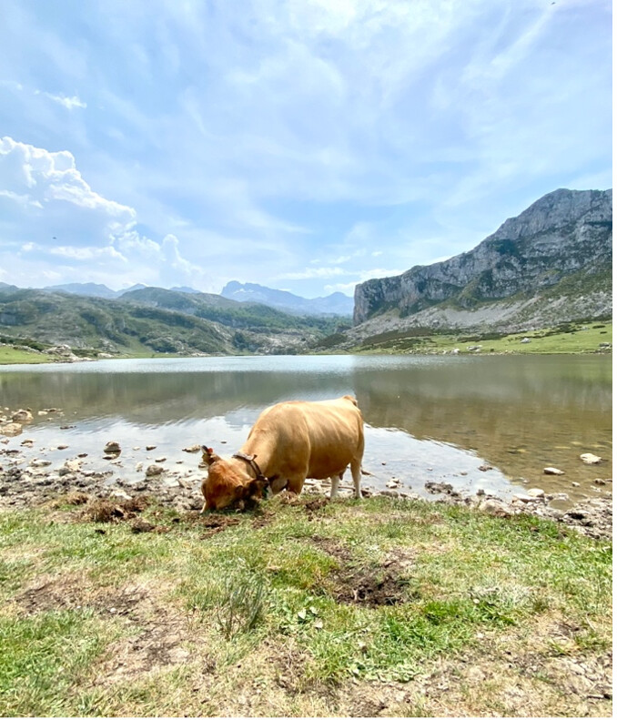 Tan cow eating grass in front of the clear lake water surrounded by mountains.