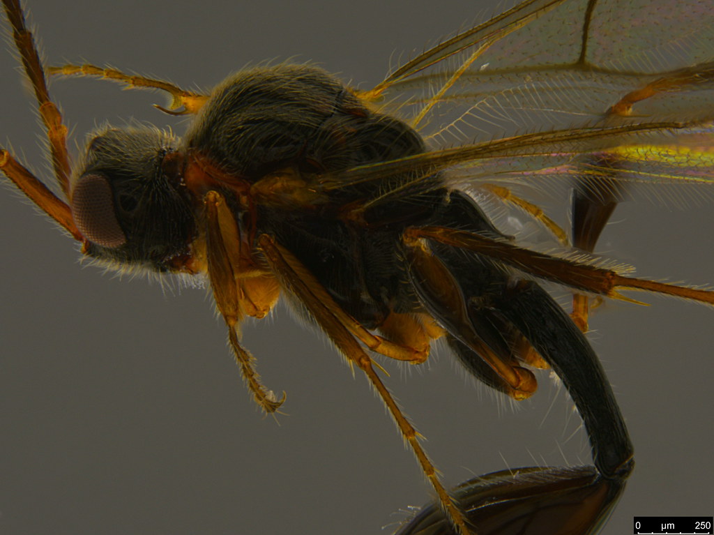 5b - Diapriidae sp.