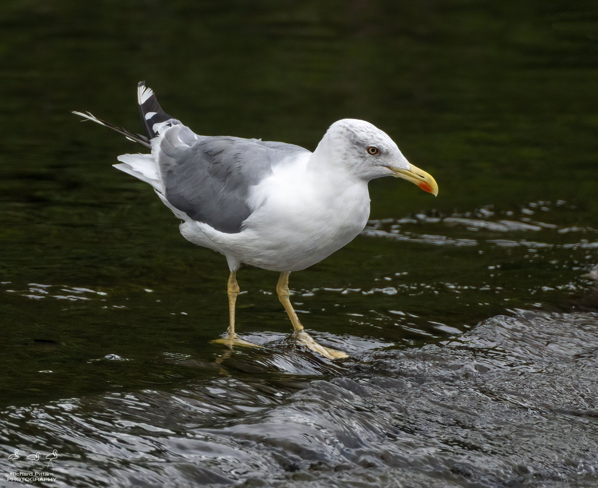 Yellow-legged Gull adult