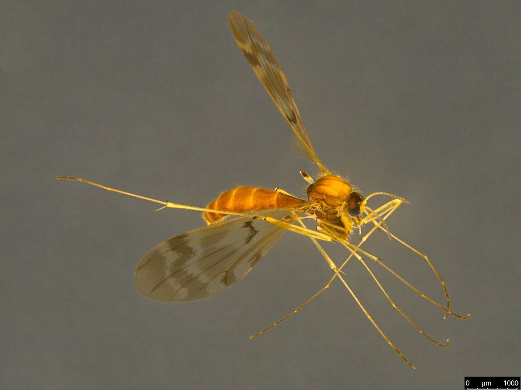 2a - Mycetophilidae sp.