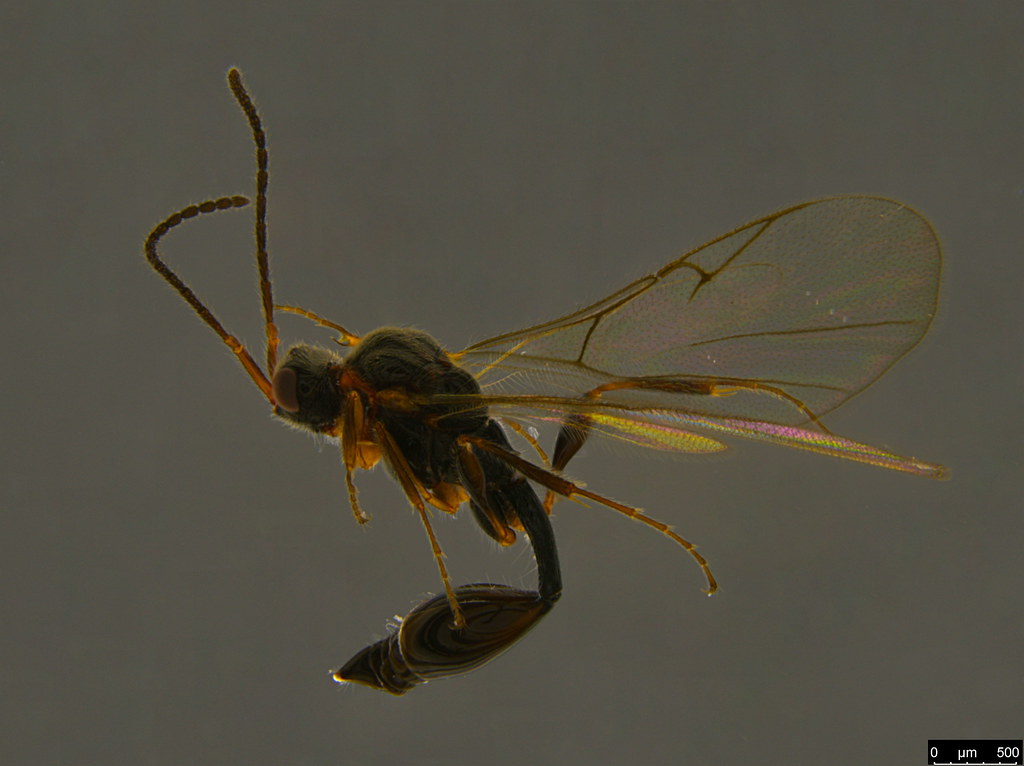 5a - Diapriidae sp.
