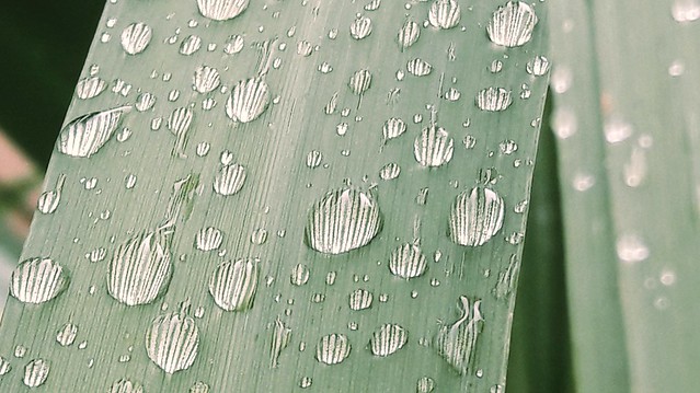 Water droplets on a palm leaf....