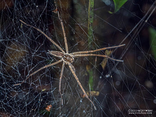 Wolf spider (Aglaoctenus castaneus) - P6122059
