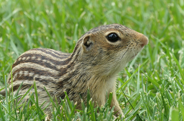 Thirteen-lined ground squirrel living in my back yard (Explored)