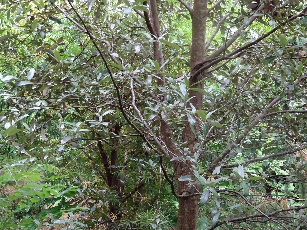 Quercus scytophylla Liebm. 1854 (FAGACEAE).