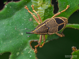 Weevil (Cholus sp.) - P6121918