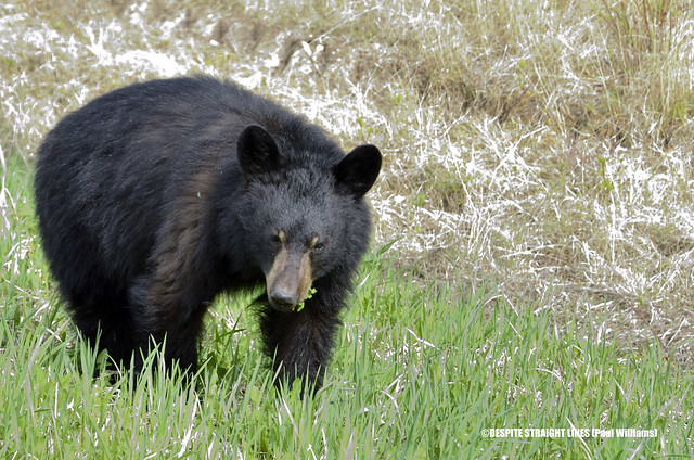 American Black Bear (Ursus Americanus) off Alaska Highway route 97 in Northern British Columbia, Canada  -  (Published by GETTY IMAGES)