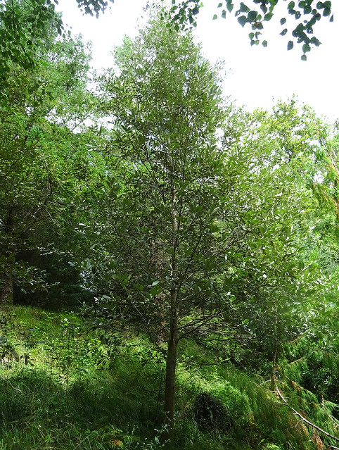 Quercus scytophylla Liebm. 1854 (FAGACEAE).
