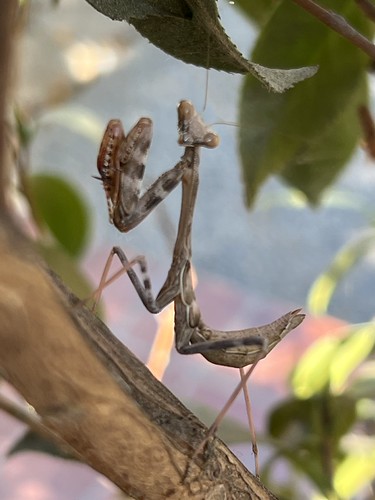 Odd little creature | by orlando's mom