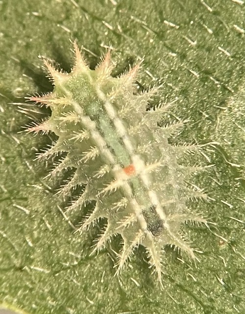 Crowned Slug Moth caterpillar on dogwood