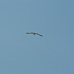 Gull Overhead &lt;i&gt;&lt;a href=&quot;https://www.flickr.com/photos/jowo/albums/72177720301277864&quot;&gt;Cheboygan Vacation 2022&lt;/a&gt;--Wednesday&lt;/i&gt;
