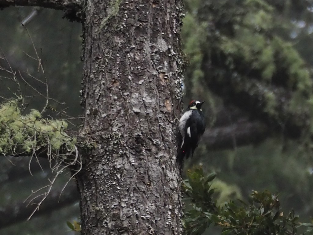 Acorn woodpecker | OLYMPUS DIGITAL CAMERA | Chris Jacobsen | Flickr