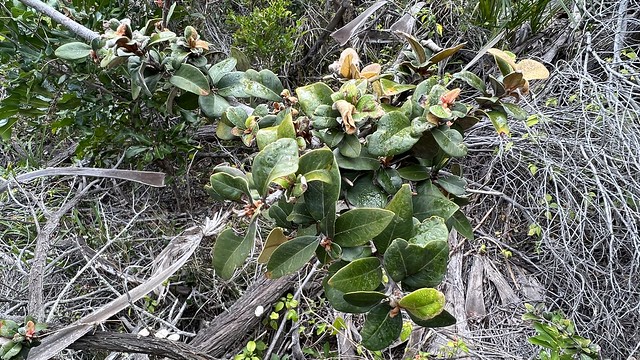 Petalostigma pubescens - Bitter Bark, Native Quince, Forest Quinine, Quinine Tree, Quinine Bush, Quinine Berry