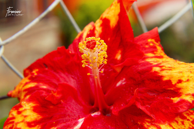 Capture a Hibiscus Flower