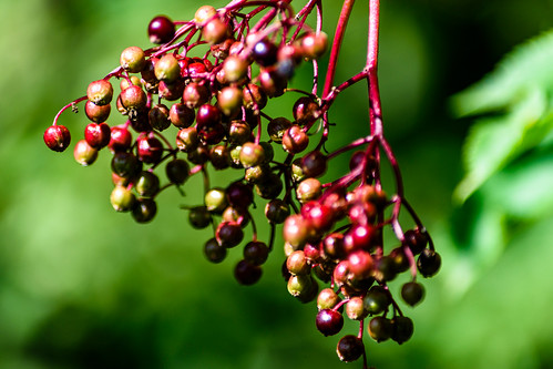 Younger elder berries