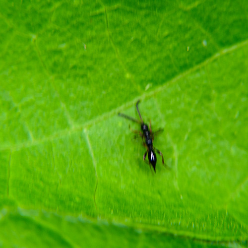 Exallonyx (tiny, tiny wasp)