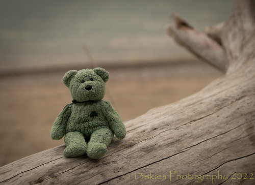 I'm Logging In (HTBT) by 13skies, Another shot from the beach here on Lake Huron. The Bears really enjoyed themselves on this outing.
