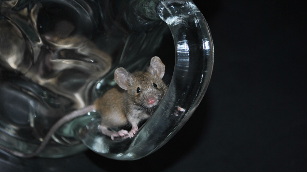 Mouse on a beer glass
