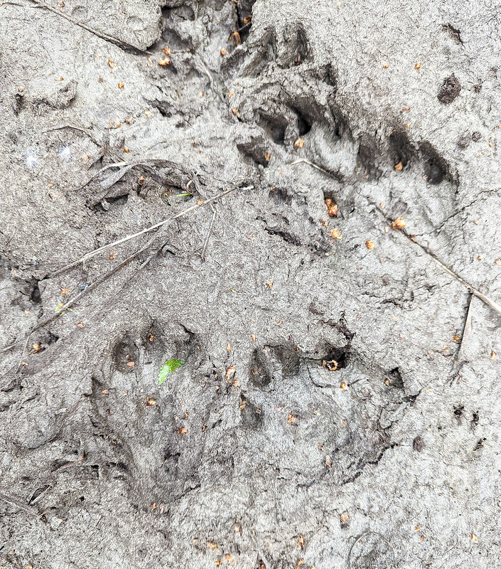 Footprints on Wickersham Creek