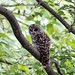 Flickr photo 'Barred Owl Bar None' by: Phil's 1stPix.