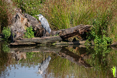 A gray heron in the DeWittsee biotope