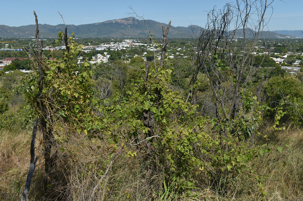 Passiflora foetida, Castle Hill, Townsville, QLD, 22/06/22