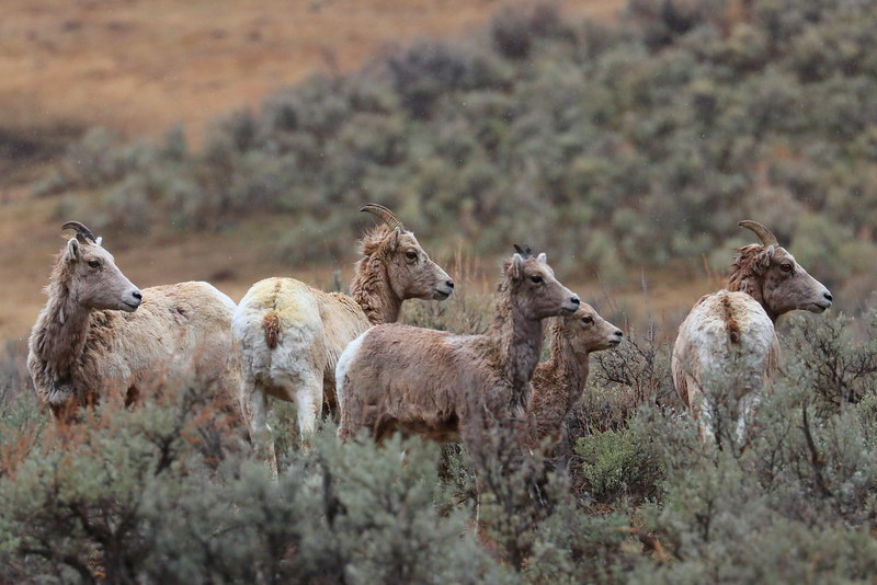 IMG_1435 Herd of Bighorn Sheep