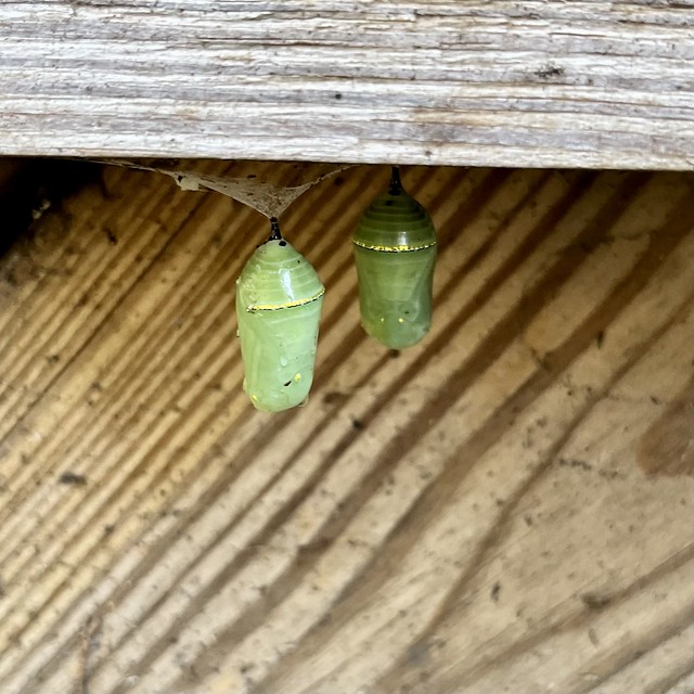 2022 235/365 8/23/2022 TUESDAY - Two Monarch Butterfly Chrysalises