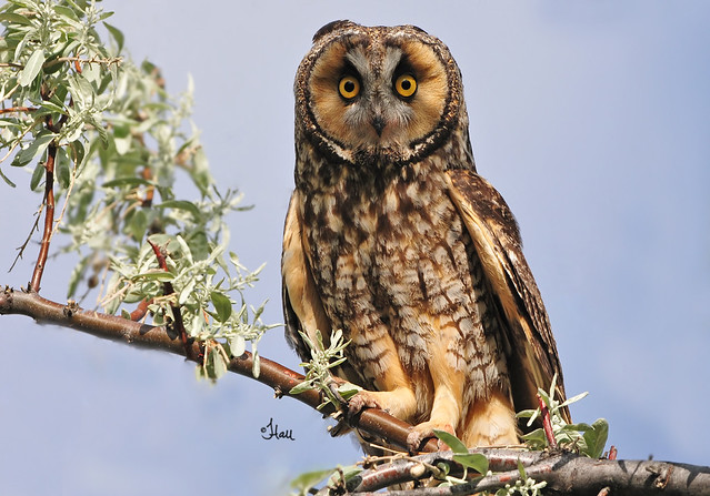 Long-eared Owl - 7209b
