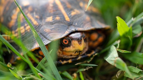 Backyard box turtle | by Mark Rine