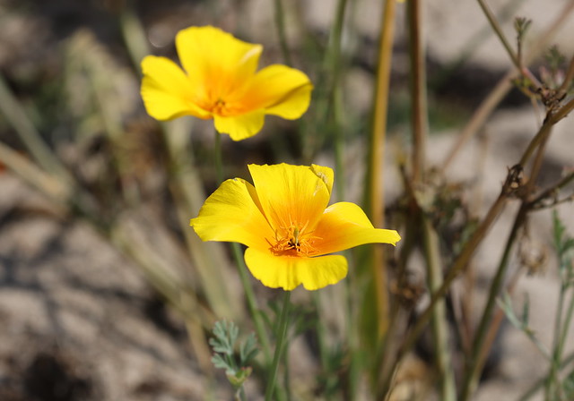Kalifornisk Guldvalmue (California Poppy / Eschscholzia californica)