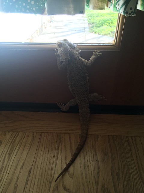 T Rex looking out the window