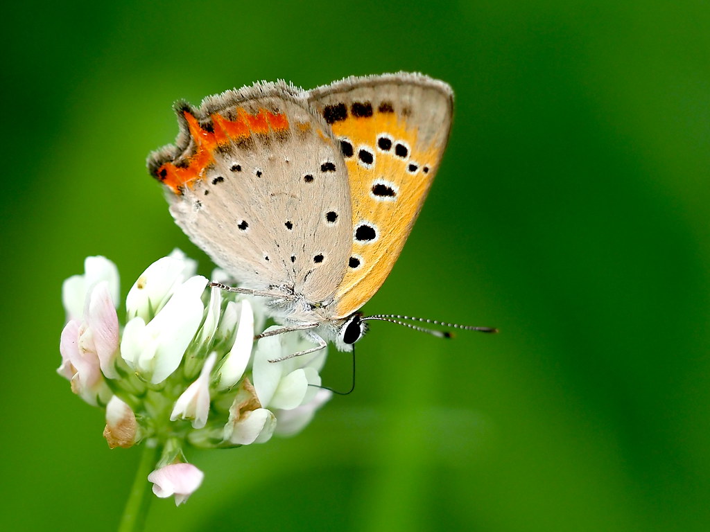 OMD EM1 8.24.2022 butterfly 3 | OLYMPUS DIGITAL CAMERA | Flickr