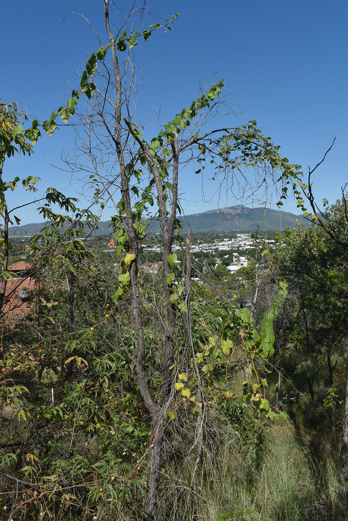 Passiflora foetida, Castle Hill, Townsville, QLD, 22/06/22