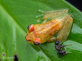 Gladiator tree frog (Boana sp.) - P6122586