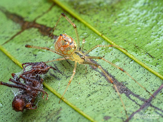 Mirror spider (Thwaitesia sp.) - P6122454
