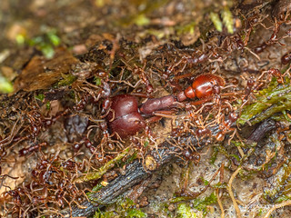 Army ants (Labidus spininodis) - P6122164