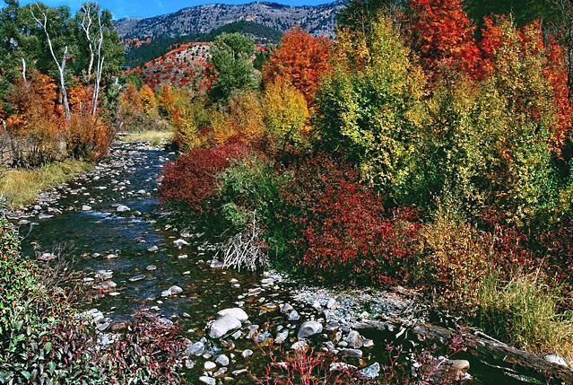 Autumn on the Cub River