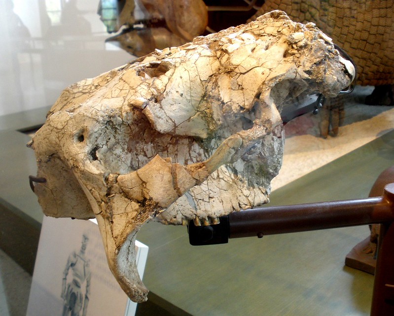Glyptotherium texanum © Ghedoghedo