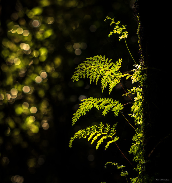 Forest light