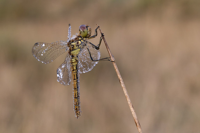 dragonfly with dew drops