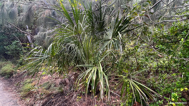 Livistona decora - Weeping Cabbage Palm, Ribbon Fan Palm
