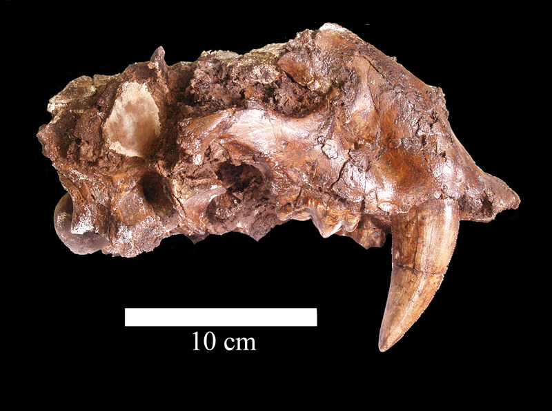 Cráneo Xenosmylus venezuelensis © DYCIT