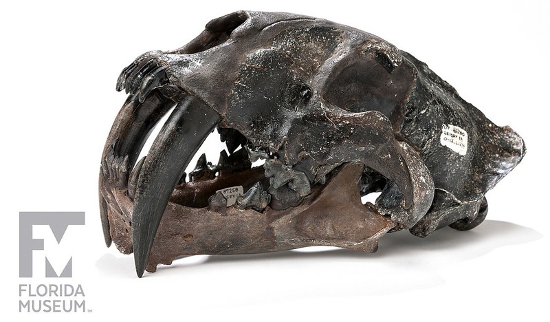 Cráneo de Smilodon gracilis © Universidad de Florida